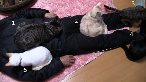 猫奴凭什么认为猫和人平等,猫奴会遇到的难题