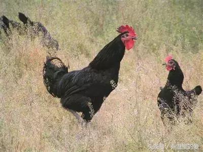 黑羽绿壳蛋鸡产蛋量,高产黑羽绿壳蛋鸡品种