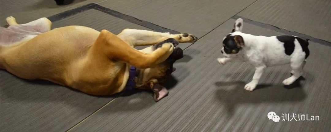 幼犬从出生到断奶管理和喂养,了解小狗的出生