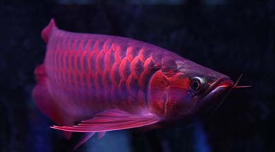 红龙鱼辨别,红龙鱼哪个品种最好