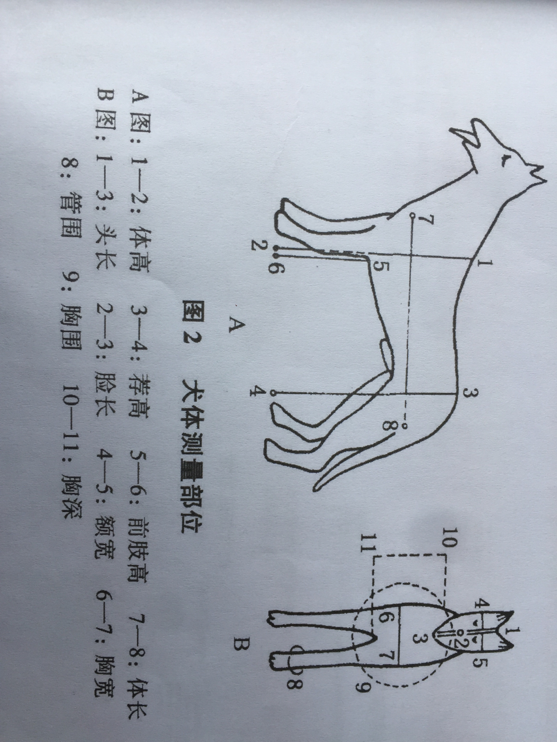 狗的生肖和年份对照表,狗的生长周期