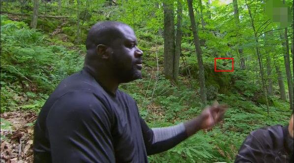 孕妇不宜吃哪些补品,孕妇吃胎盘对身体恢复好吗