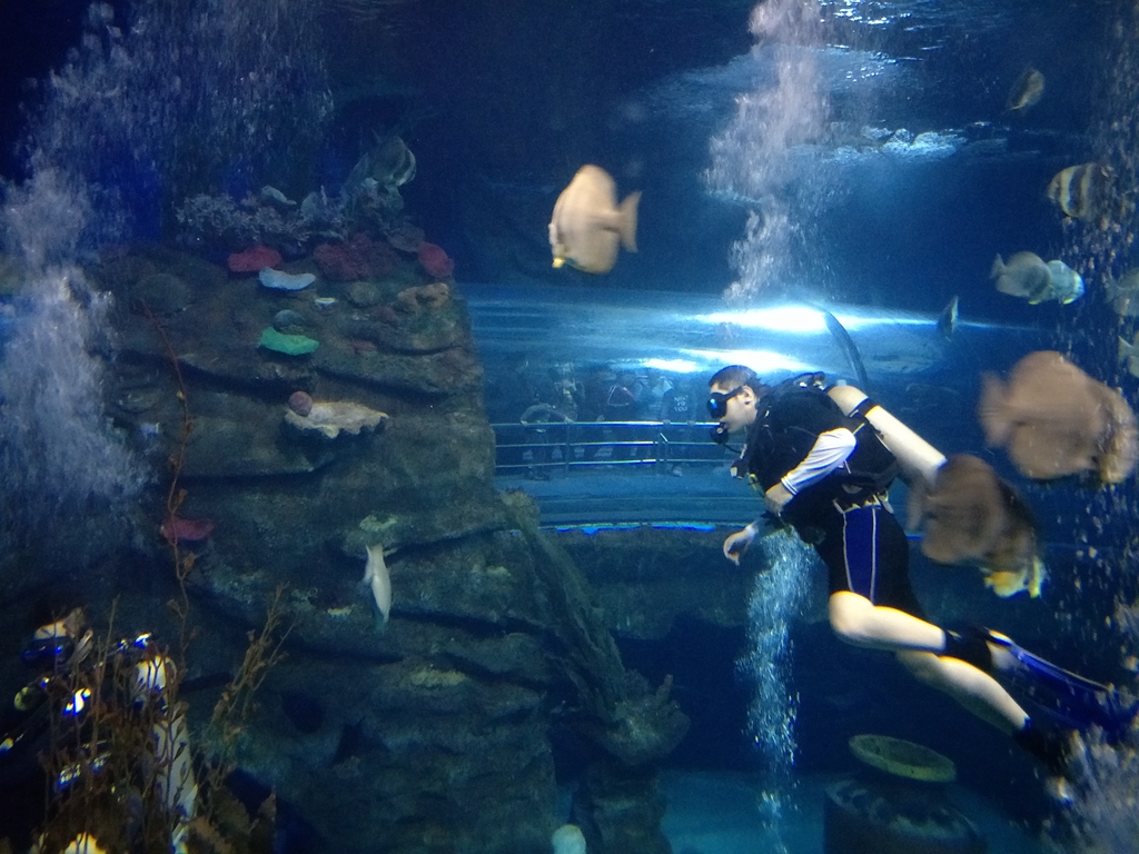 北京南到太平洋海底世界,走进太平洋海底世界视频