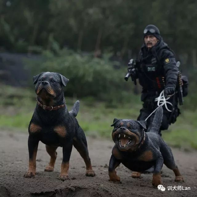 任劳任怨的工作犬,慢热谨慎的肌肉男——罗威纳犬