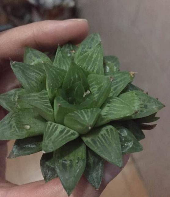 多肉玉露把主根剪了怎么办,多肉蓝镜玉露烂根