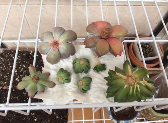 多肉玉露把主根剪了怎么办,多肉蓝镜玉露烂根