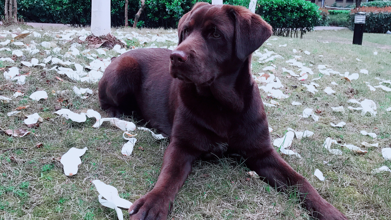 狗的生肖和年份对照表,狗的生长周期