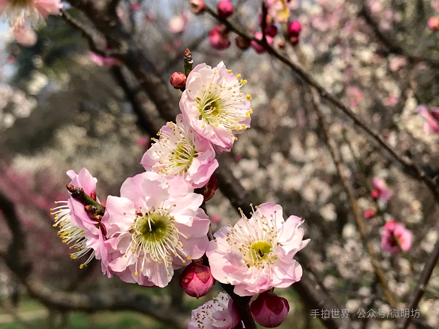 图片分辨率英文缩写,照片的格式英文缩写是什么