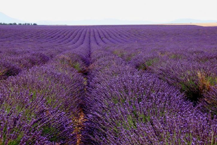 薰衣草的花语是什么语言写的,薰衣草的花语完整版
