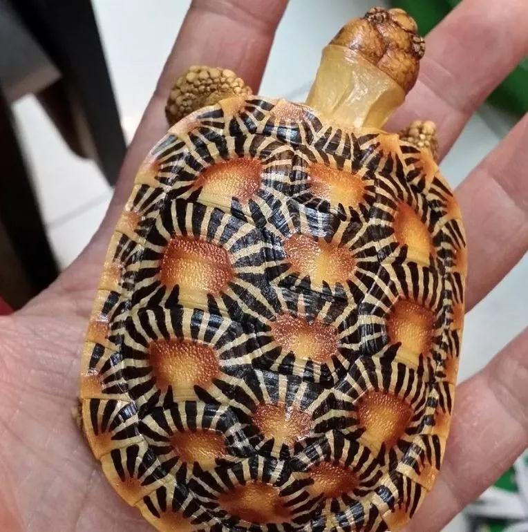 我滴个龟龟,我滴龟龟什么意思