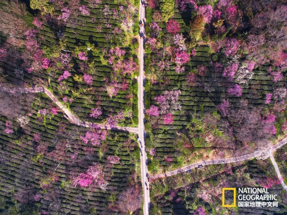 错过需再等一年！来南京看万株梅花海“淡粉宫妆”！