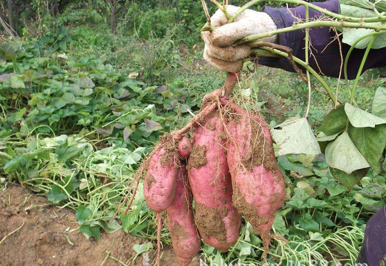 红薯地里害虫怎么治,如何防治红薯蛴螬虫害