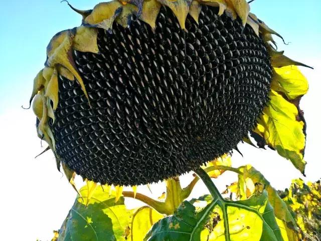 作业治疗案例分析模板,作业案例及反思