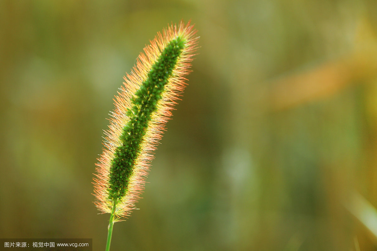 古代人吃狗的传统,中国古代人吃什么农作物