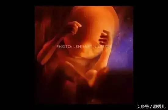 摄影大师花费10年,用镜头记录精子与卵子结合并发育成长的过程!