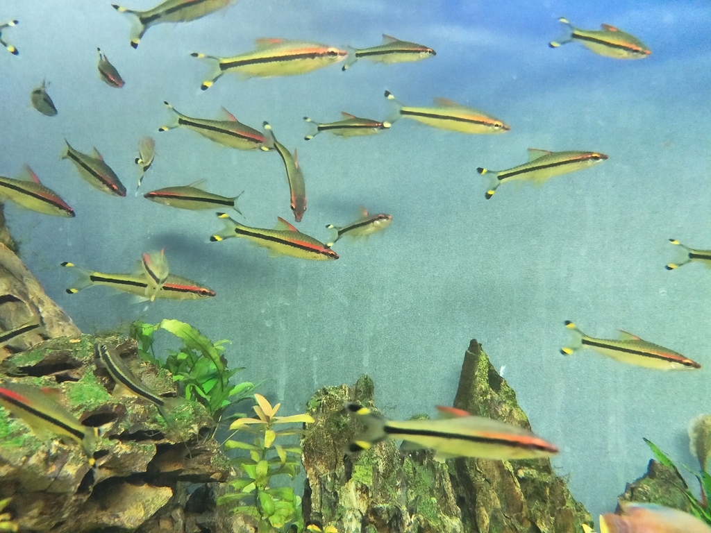 北京南到太平洋海底世界,走进太平洋海底世界视频