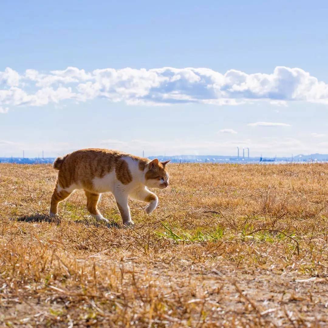听说你骨折了，要不要我的猫给你治一下？