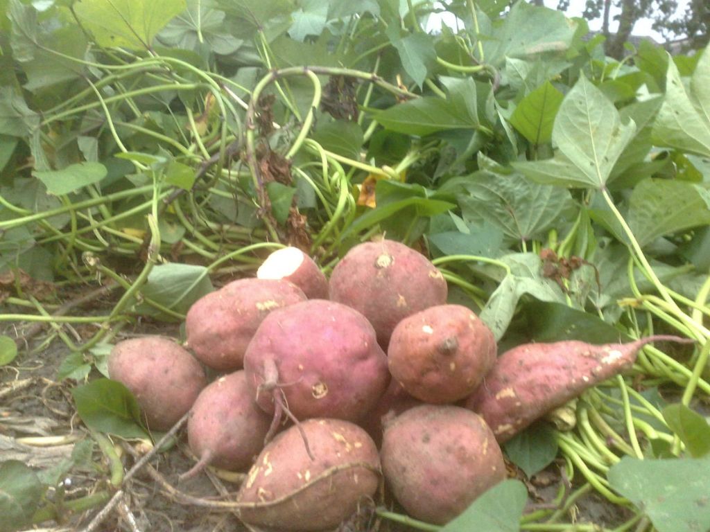 红薯害虫怎么药,红薯地蚕虫害怎么防治