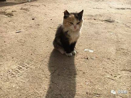 贝加尔湖寻游记,贝加尔湖的清晨和贝加尔湖畔