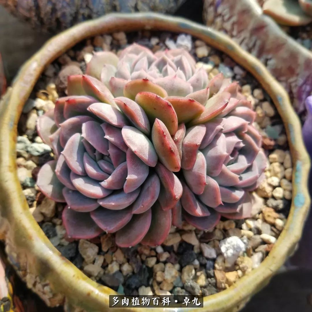 养多肉你遇到的奇葩事,养多肉的男士