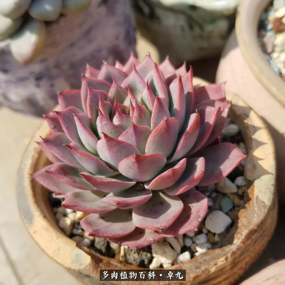 养多肉你遇到的奇葩事,养多肉的男士