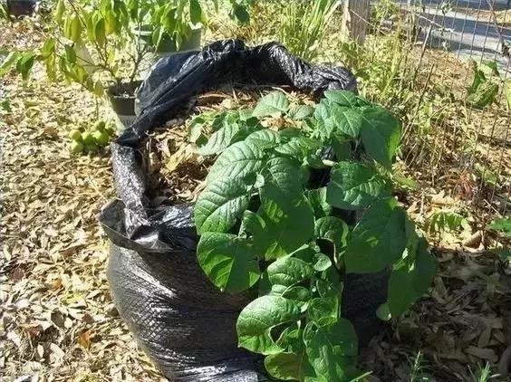 妈！咱家菜园里的鸡蛋发芽了