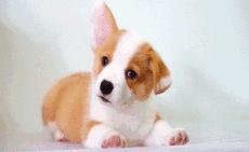狗狗歪头杀萌态,盘点狗狗的歪头杀