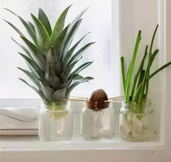 妈！咱家菜园里的鸡蛋发芽了