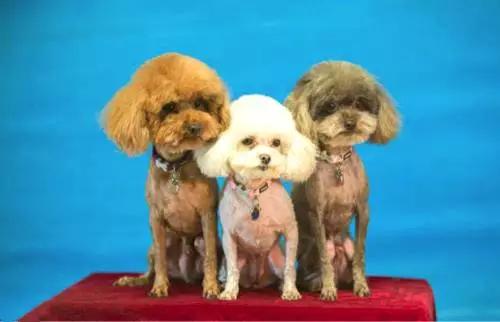 狗是唯一喜欢你的生物,狗是唯一爱主人胜过爱自己的动物