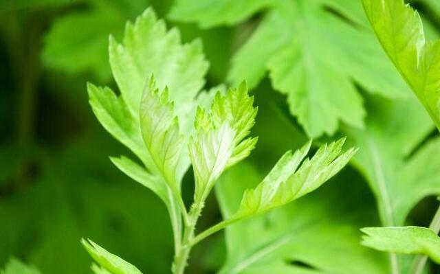 什么草驱蚊虫效果好,罗勒草有驱蚊虫的作用吗