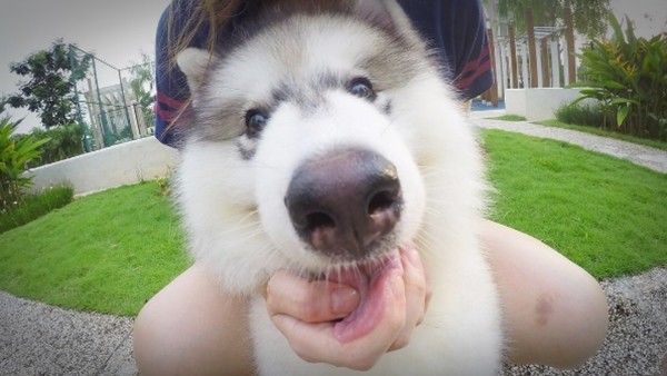 终点就在眼前！懒懒哈士奇却用“毛毛虫蠕动法”过去