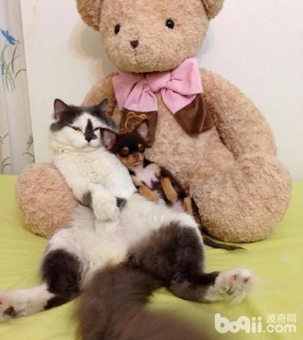 喵老大集齐了7只吉娃娃小弟，可以召唤神龙了，哈哈！