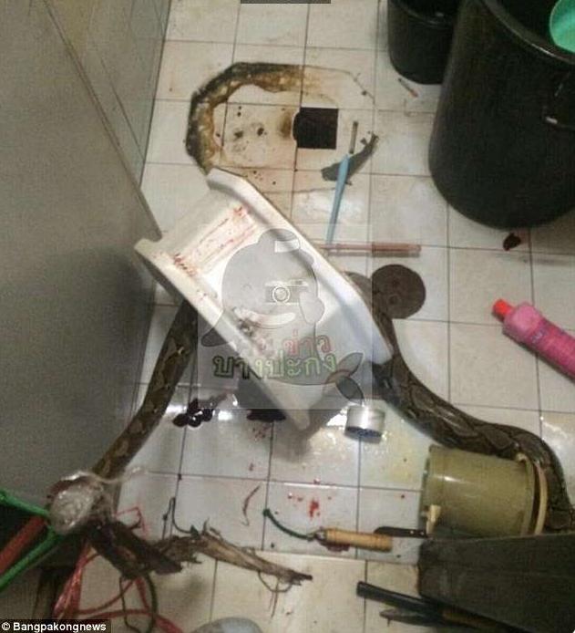 泰国女子上厕所发现蟒蛇,印度男子上厕所被蟒蛇咬