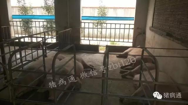 猪总睡在猪屎上什么原因,猪会拉狗屎吗原视频