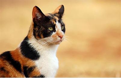 哪几种猫都是稀有猫,各种品种的猫哪种猫最好