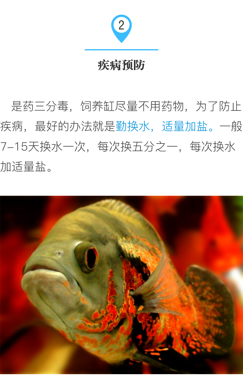 怎么才能养好地图鱼,养鱼新手入门能养地图鱼吗