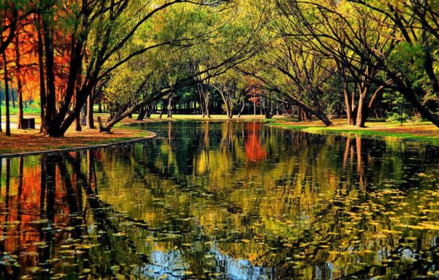 植树节去蚂蚁森林,植树节到