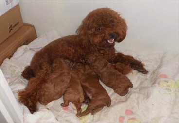 狗狗怀孕了怎么办?这些护理方法你知道吗?