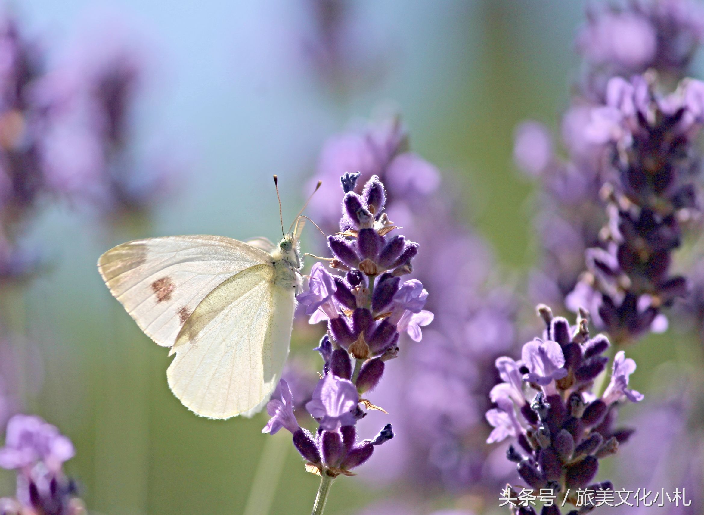 薰衣草花语代表爱情,衣草的花语是等待幸福