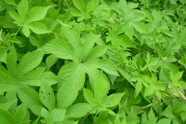 农村常见100种野花图片及名称,农村常见的50种野花名字