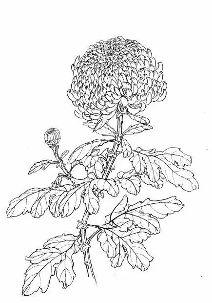 教你一步一步勾勒白描菊花,国画菊花勾线白描怎么画