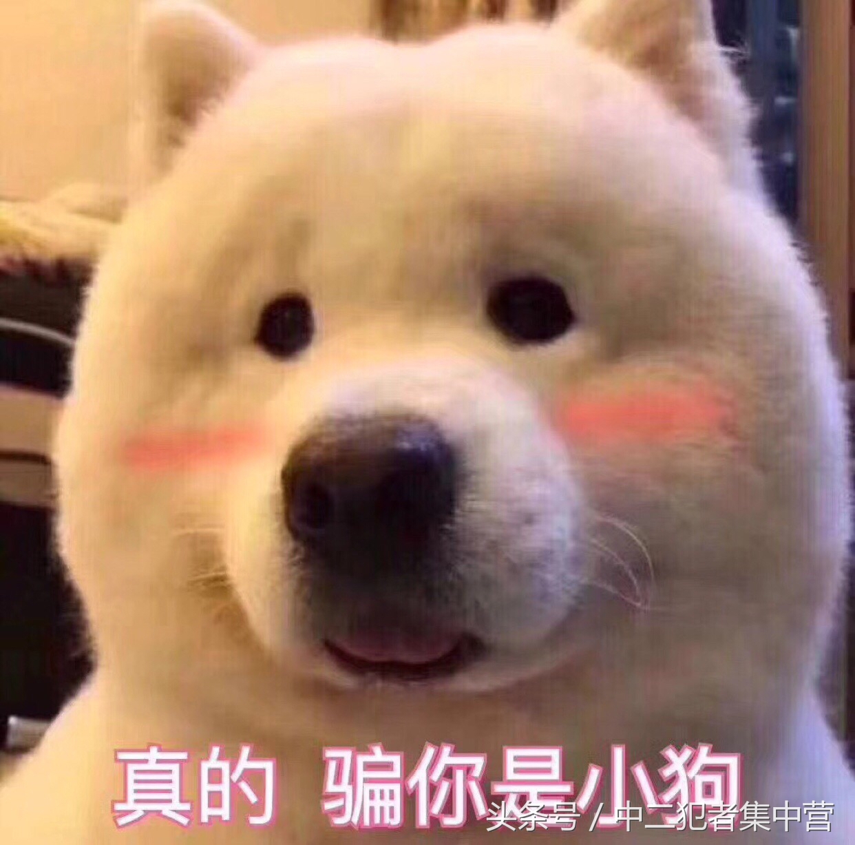 gucci经典围巾怎么选,拿到gucci检查什么