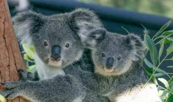 澳大利亚出境记录证明,澳大利亚留学资产证明