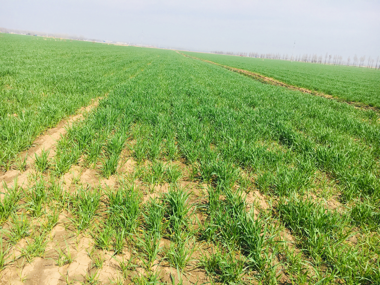 肥料里面的骗局是真的吗,肥料忽悠团骗局