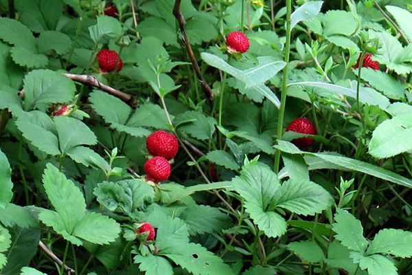 农村常见100种野花图片及名称,农村常见的50种野花名字