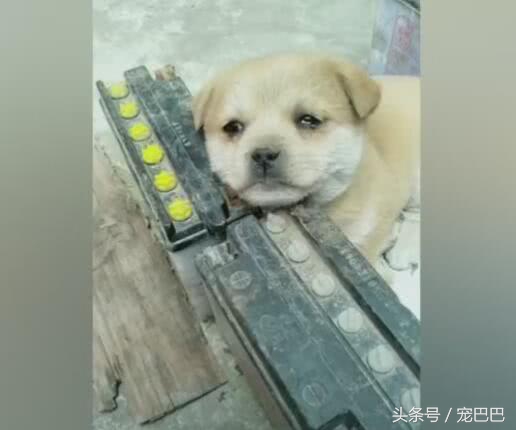 小狗在窝里老想出来,小狗舍不得狗妈妈哭了