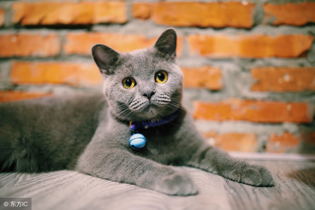 英短银渐层猫的饲养方法,英短金渐层饲养攻略