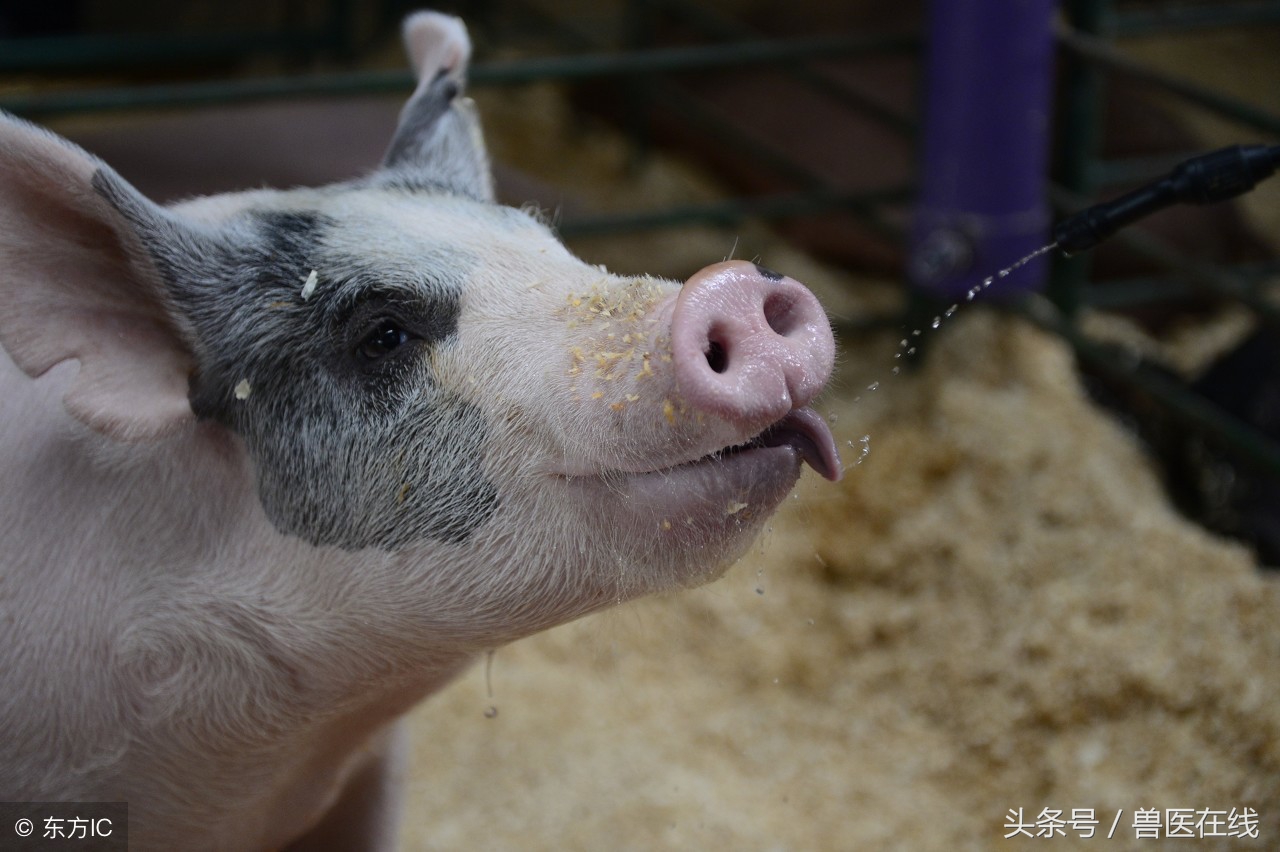 正确看待蓝耳病很重要！