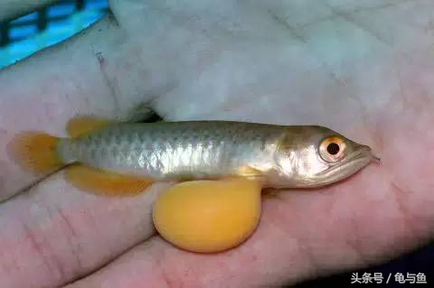 过背金龙鱼成长记录,过背金龙鱼1个月能长多少