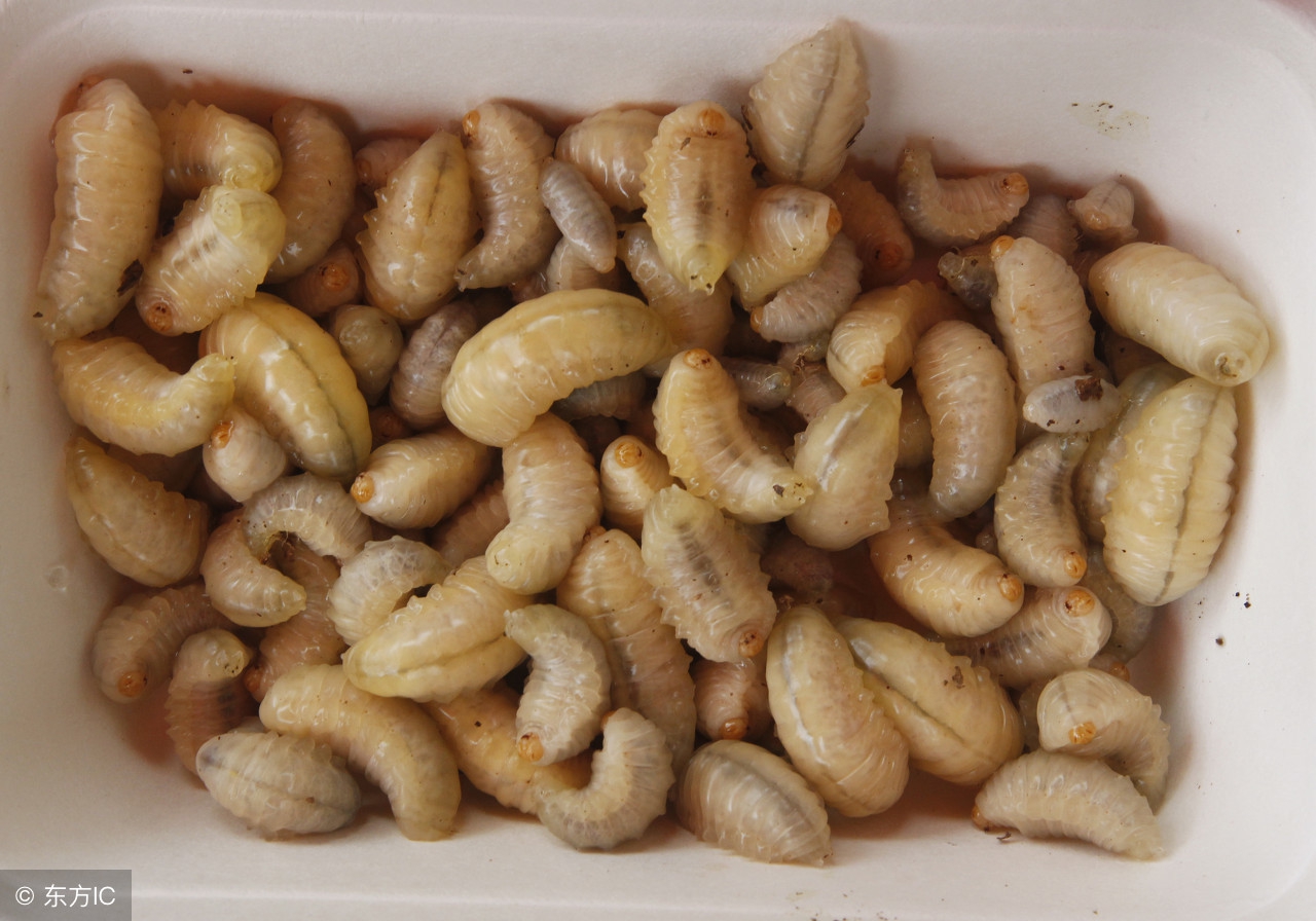 蛇虫鼠蚁咬伤怎么处理,蛇虫鼠蚁怕什么药物